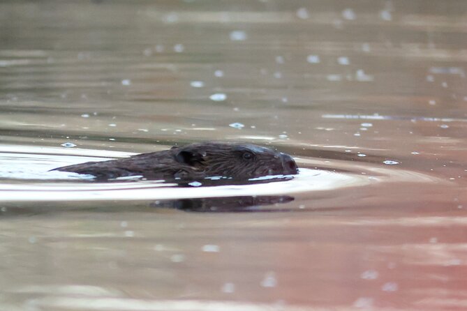 Beaver Safari and the Magic of Hortobágy - Savoring Traditional Hungarian Cuisine