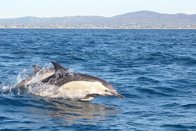 Become a Dolphin Protector! Lisbon Eco-Dolphin Watching - Responsible Dolphin Watching Experience