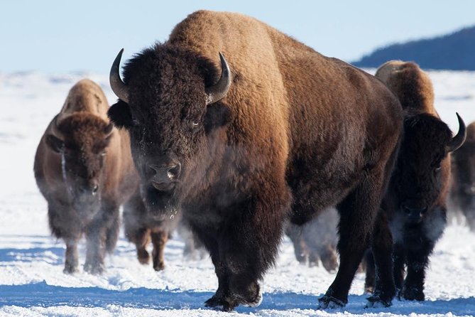 Best of Jackson Hole Wildlife Private Safari Tour - Pickup and Cancellation Policies