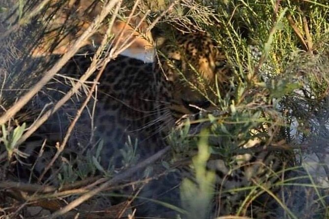 Big Five Safari Experience Near Cape Town ,South Africa - Tour Details
