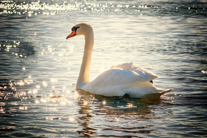 Bike Tour Through Beautiful Hamburg - Outer Alster Bike Tour (Min.4) - What to Expect on the Bike Tour