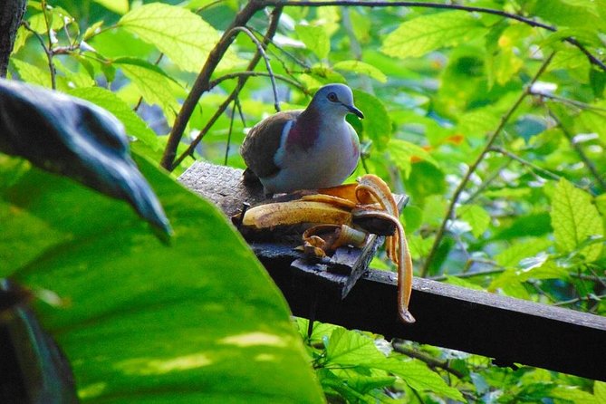Bird Feeding Sanctuary, Montego Bay Highlights and Columbus Park Day Adventure - Included Amenities