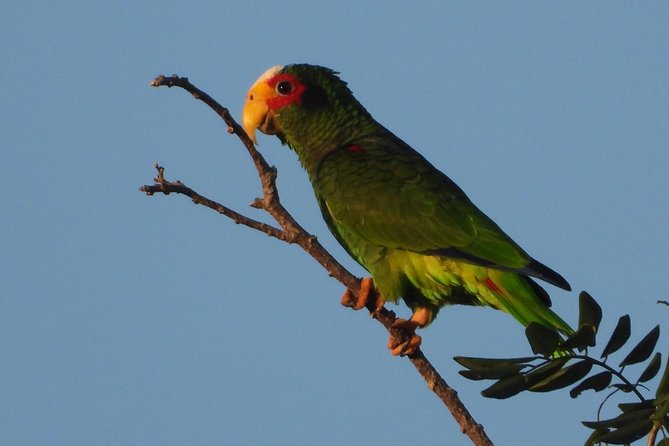 Birds of the Mayan World 1 - Inclusions and Pricing