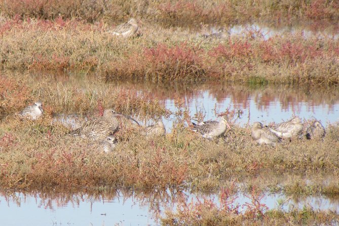 Birdwatching at Ria De Alvor - Meeting and Pickup