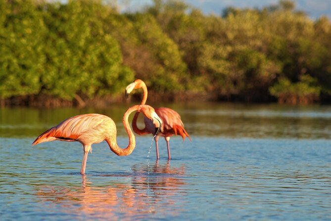 Birdwatching by Kayak in the Mangroves - Meeting and Pickup