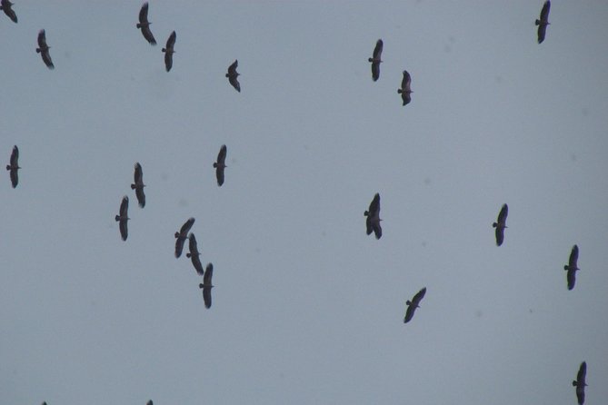 Birdwatching Day Around Sagres - Key Bird Species in the Area