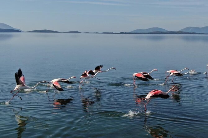 Birdwatching in Narta Lagoon From Vlora (3-6 Pax) - Activity Highlights