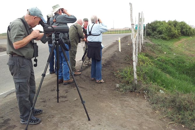 Birdwatching in Villa Wetlands - Lima - Guided Birdwatching Experience