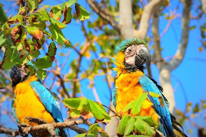 Birdwatching National Aviary Cartagena De Indias - Booking Information