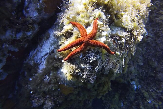 Boat Trip and Snorkeling in Calvi Review - Inclusions and Exclusions