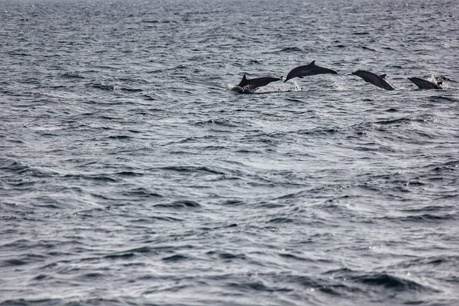 Boat Trip to See Marine Life in Puerto Escondido - Meeting and Pickup Information
