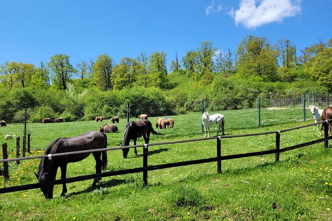 Bran Castle & Bear Sanctuary From Brasov - Optional Peles Castle - Discovering the Bear Sanctuary