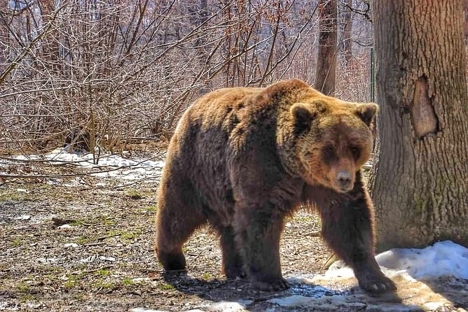 Brown Bear Sanctuary & Draculas Castle & Brasov - Private Tour From Bucharest - Inclusions of the Tour