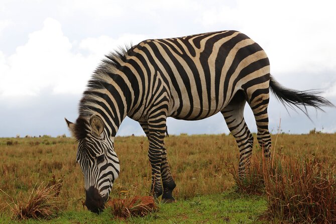 Budget Safari With a Lodge for 3 Days - Inclusions and Amenities