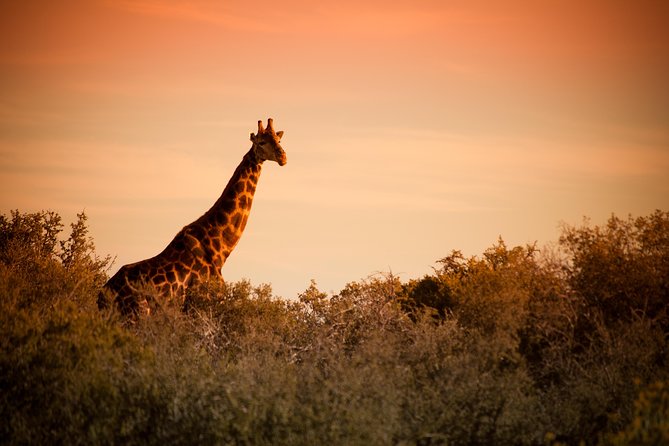 Bush Safari - Accessibility and Participation