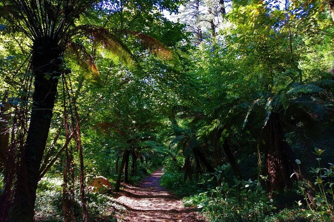 Bussaco Forest Walking Experience, Half Day From Coimbra - Inclusions and Exclusions