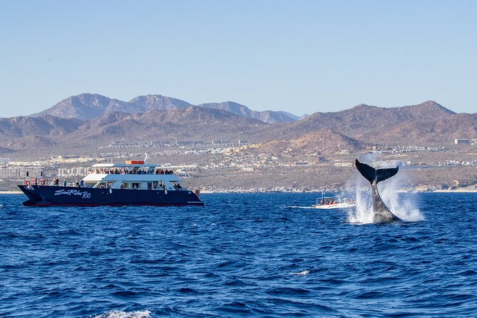Cabo San Lucas Whale Watching Lunch Cruise - Inclusions and Amenities