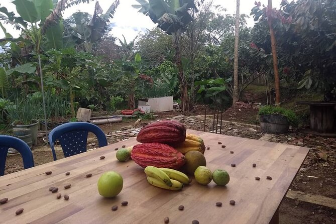 Cacao Tour - Breakfast, Lunch, and Snacks