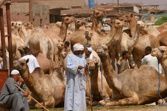Cairo Unusual Day Tour Visit Camel Market in Birqash - Markets Vibrant Atmosphere