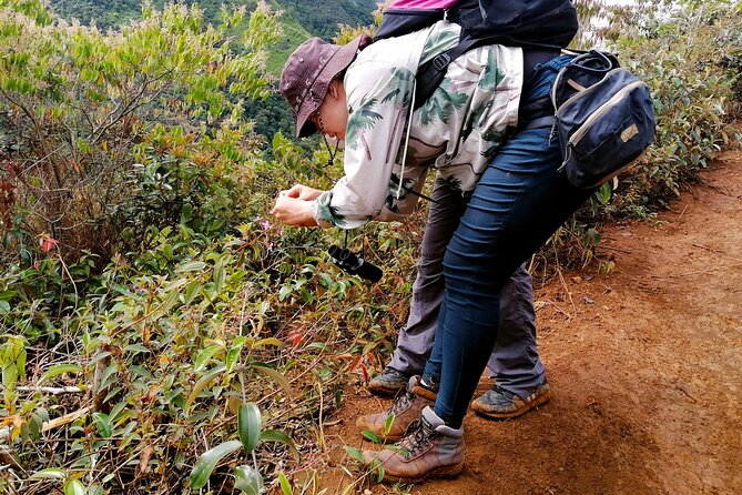 Cali: Bird Watching | Birding in the Cloud Forest at Kilometer 18 - Meeting Point and Pickup