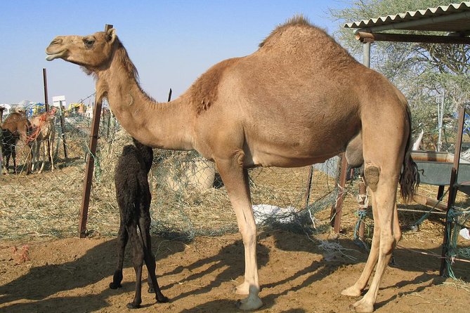 Camel Farm Visit - Dubai UAE - Experience Highlights