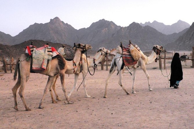 Camel Ridding Marsa Alam Safari From Camel Yard - Participation Requirements