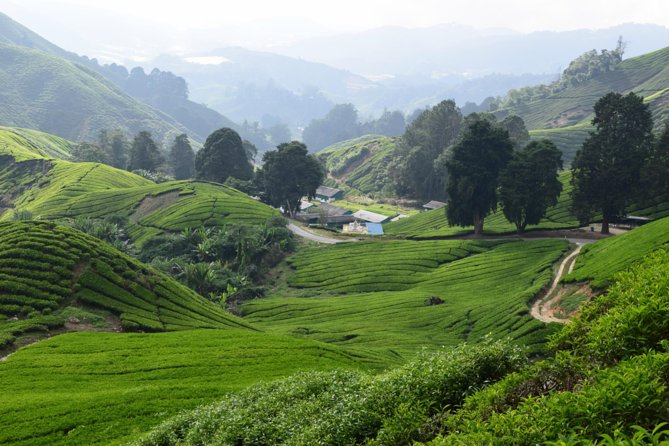 Cameron Highlands, Garden of Nature Full Day Private Guided Tour - Meeting and Pickup Details