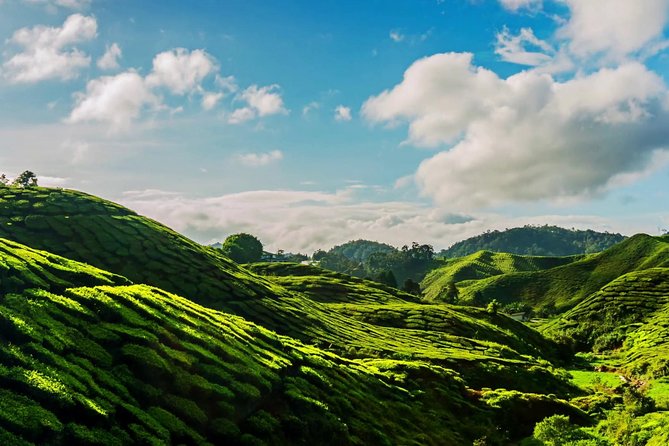 Cameron Highlands Tour With Lunch on Private Basis - Inclusions and Benefits