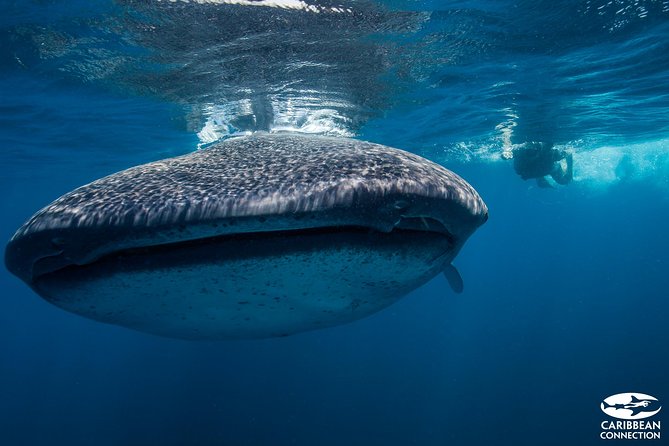 Cancun Whale Shark Encounter - Inclusions and Fees