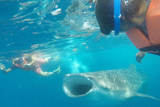 Cancun Whale Shark Experience With Snorkel & Transportation - Inclusions and Amenities