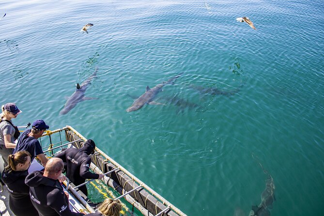 Cape Shark Diving Adventures - Meeting Point and Schedule