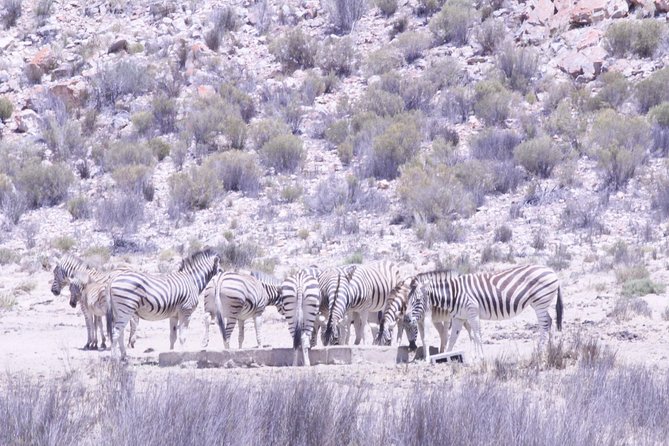 Cape Town Safari Big 5 Experience All Inclusive - Customer Reviews and Ratings