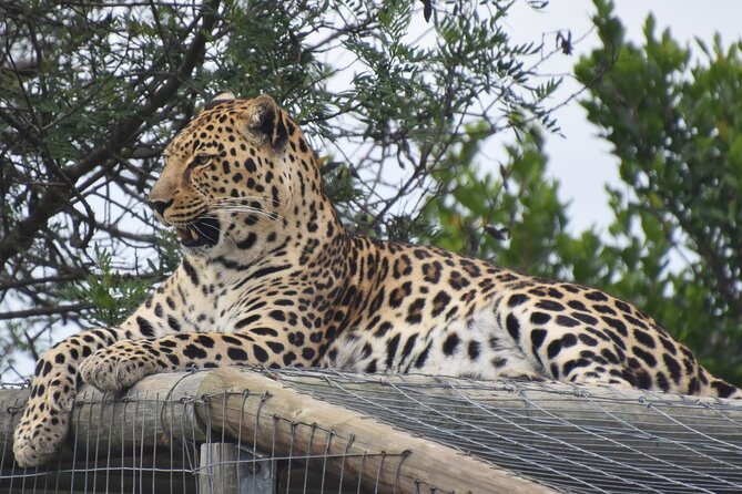 Cats in Conservation - Role of Rehabilitation Centers