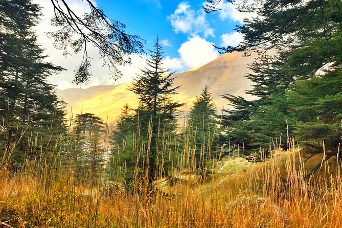 Cedars, Bsharre & Kozhaya Day Tour - Inclusion Details