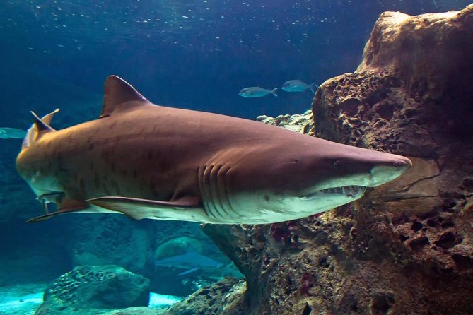 Chania Childrens Day CretAquarium Dinosauria and Labyrinth Park - Included Services