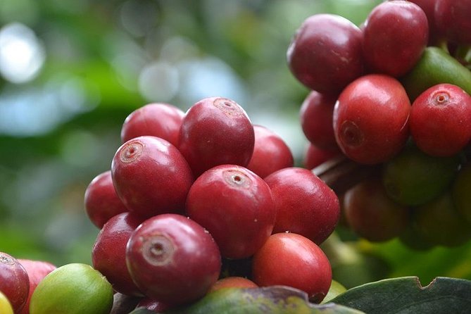 Charming Villages and Speciality Coffee - Exploring Quindios Mountain Landscapes