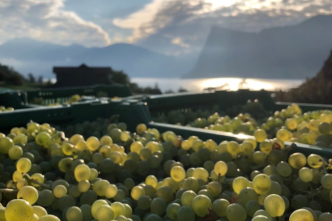 Cheese, Chocolate and Wine in the Bern Region From Luzern - Meeting and Pickup