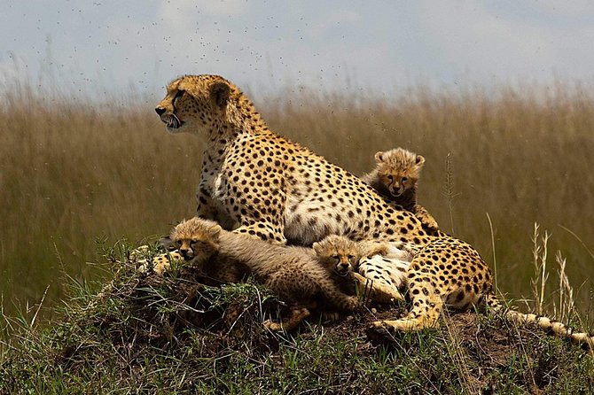 Cheetah Outreach and Award-Winning Winelands Full Day Tour - Wine Tasting in the Winelands