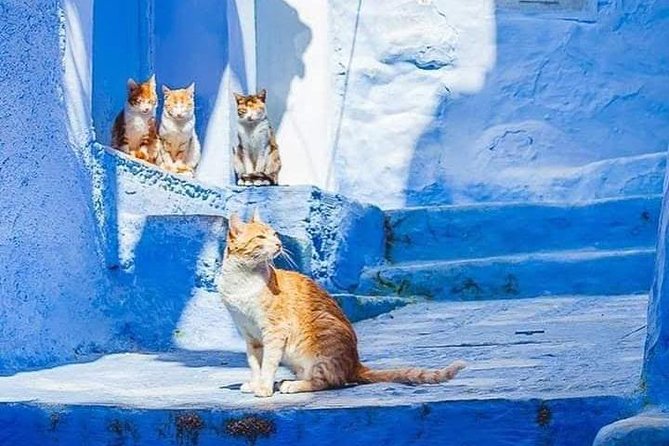 Chefchaouen Day Trip! The Blue City (Private Tour) - Inclusions