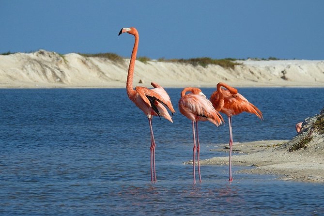 Chichen Itza, the Pink Lagoon and Pink Flamingos - Meeting and Pickup Details