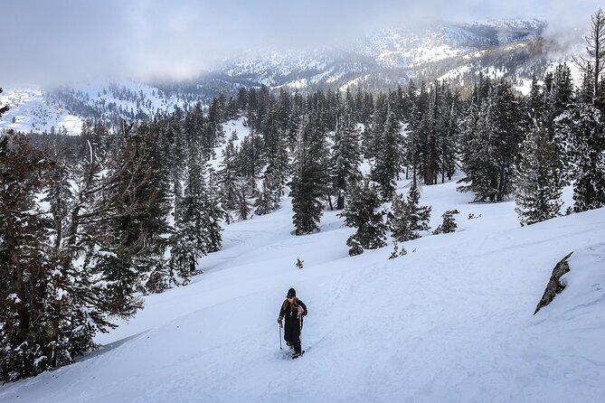 Chickadee Ridge Beginner Snowshoe Activity - Snowshoe the Ophir Creek Trail