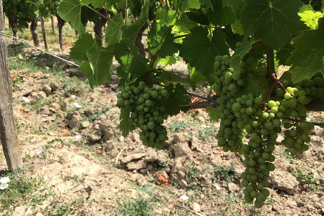 Chinon Wine Tour by Bike With Picnic Lunch - Tour Logistics and Requirements