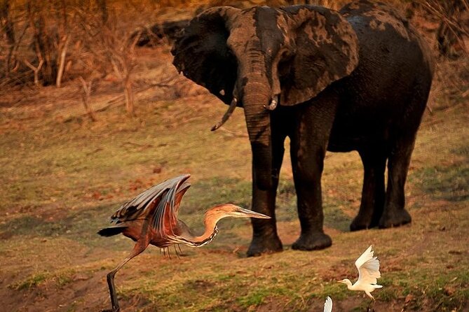 Chobe Day Trip From Victoria Falls - Included Amenities