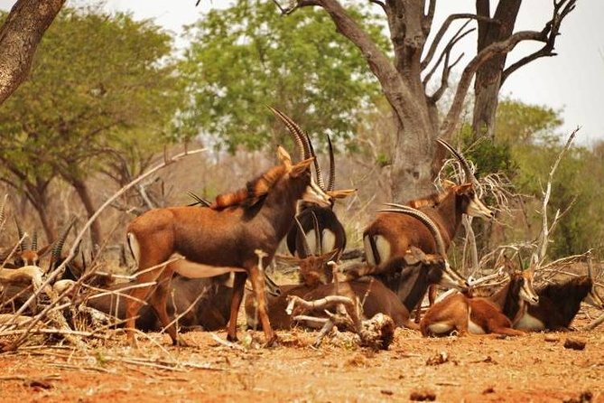 Chobe Sunrise Upto Sunset Day Trip From Victoria Falls 5AM - 7PM - Route Through National Park