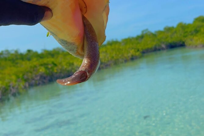 Clear Kayak Tour in Turks & Caicos Islands - Tour Experience and Reviews