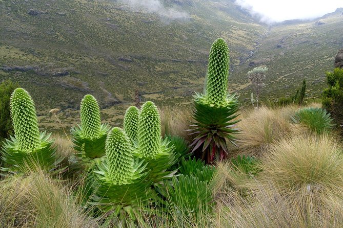 Climbing Mount Kenya 5 Days Via Chogoria Route - Detailed Itinerary