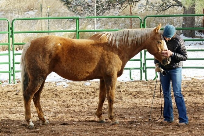 Coaching With Horses in Dominican Republic - Inclusions and Pricing