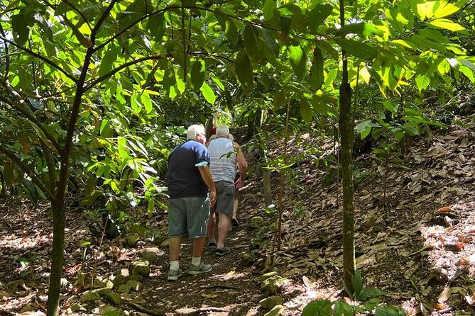 Cocoa & Artisan Chocolate Route With an Historical Tour in Puerto Plata City - Exploring Organic Cacao Plantations