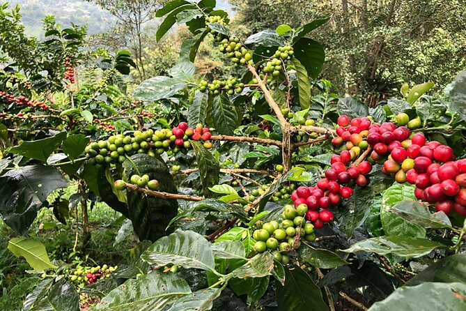 Coffee Farm and Salento Walking Tour With Lunch - Indulge in a Delectable Lunch