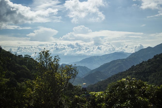 Coffee Farm Experience at Café De La Cima From Medellín - Coffee Growing and Harvesting Processes